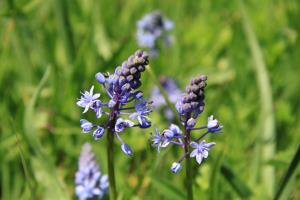 IMG_3041 travniška morska čebulica